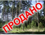 16 соток с соснами, граничащий с лесом, в Верхней Сысерти