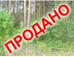 Тихое место, сосны на участке и рядом.